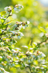 Flowering branch of large blueberries. Selective focus.