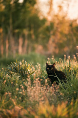 A black cat in a field of grass. Beautiful black cat portrait with yellow eyes in nature. Domestic cat walking in the grass