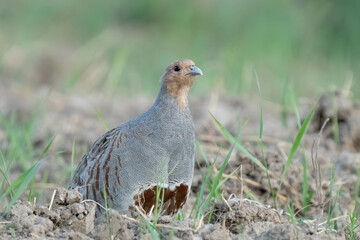 A partridge bird on a field