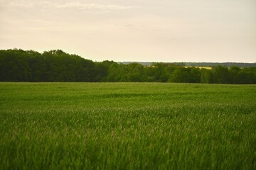 Green vibrant field in spring