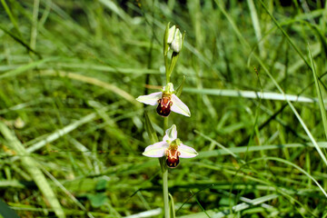 Close up of a Bee Orchid (Ophrys apifera) showing the rarer whiter sepals, thought to be caused by self-pollination
