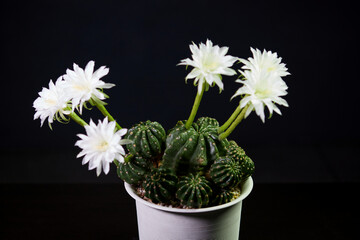 Close-up view of white cactus flower blooming against black background

