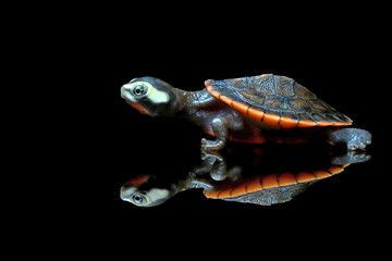 Fototapeta na wymiar Red-bellied short-necked turtle (Emydura subglobosa), or Pink-bellied side-necked turtle, or Jardine River turtle, with the reflection.