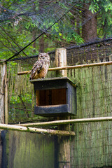 Bird house in a wild forest zoo with a great owl sitting on the feeder