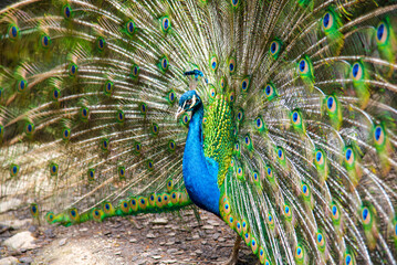 Fototapeta premium Peacock close up with beautiful open tail feathers