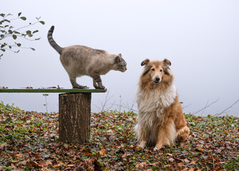 Snow bengal cat and rough collie near the foggy lake