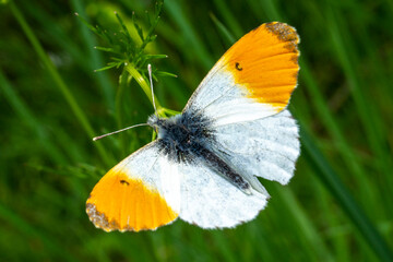 papillon Aurore sur les herbes