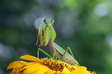 The beautiful Giant Shield Mantis is posing on the sunflower.