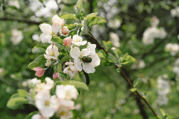Beautiful white flowers on a branch of an apple tree against the background of a blurred garden. Apple tree blossom. Spring background