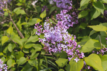 Fototapeta na wymiar Beautiful lilac flowers. Purple lilac flowers on the bush. Springtime background.