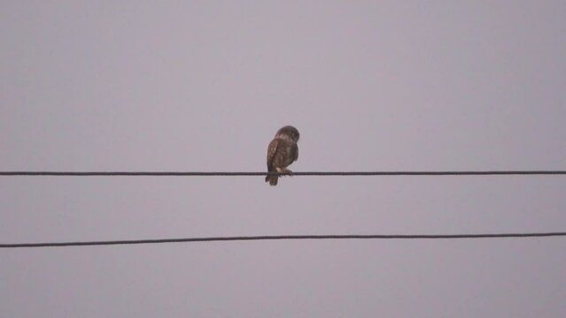 Spotted owl or athene brama resting on a transmission line during evening time in urban area of North India