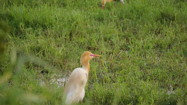 Cattle Egret or Bubulcus ibis in farmlands of north india