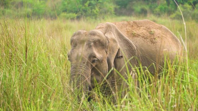Slow motion shot of Wild Elephant or Elephas Maximus grazing in grasslands of Terai region of lower foothills of Himalayas in Rajaji National park of Uttrakhand India