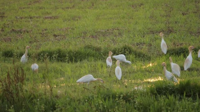 A large group of cattle Egrets or Bubulcus ibis in farmlands of north india