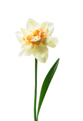 Spring floral border, beautiful fresh daffodils flowers, isolated on white background.
