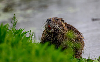 Coypu emertging from the water