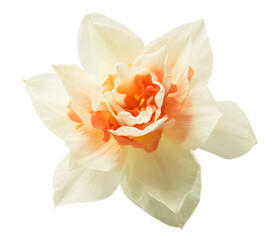  daffodil isolated on a white background
