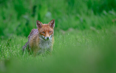 Red fox in the grass