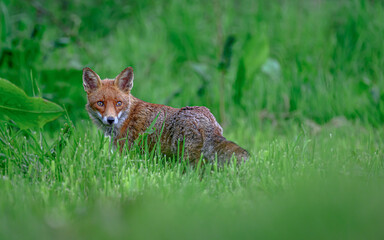 Naklejka na ściany i meble Red fox portrait in grass