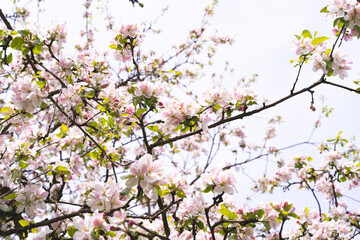 Beautiful white flowers on a branch of an apple tree against the background of a blurred garden. Apple tree blossom. Spring background