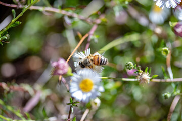 bees pollinating some daisies with high bokeh