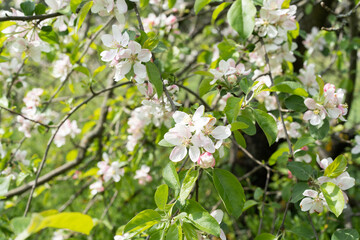 Beautiful white flowers on a branch of an apple tree against the background of a blurred garden. Apple tree blossom. Spring background