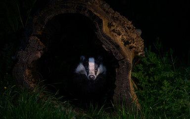 Badger emerging from log
