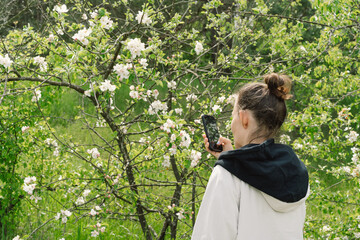 Female holding mobile phone and take photo blooming spring apple trees. Springtime and people