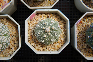 Cactus with thorn called 'Astrophytum Asterias'