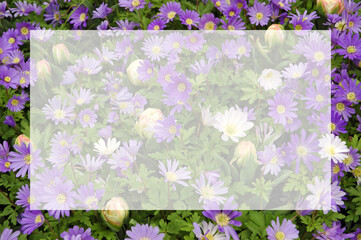 Purple blue windflowers blurred image with semi transparent blank text frame. Natural flowers background with copy space. Greeting card for spring holidays: Valentine's Day, Women's Day, Mother's Day