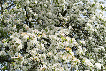 Beautiful white flowers on a branch of an apple tree against the background of a blurred garden. Apple tree blossom. Spring background