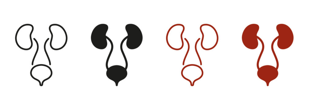 Healthy Internal Organs, Health Bladder and Kidney Symbol Collection. Urology Disease Pictogram. Human Urinary System Line and Silhouette Color Icon Set. Isolated Vector Illustration