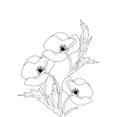 Hand Drawn Poppy Flower line Art Vector