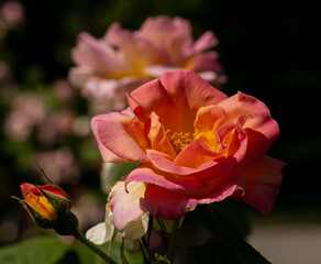  Karofellrosa Dr. Eckener Rugosa-Hybride