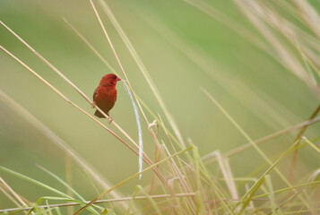 Obraz na płótnie Canvas Bird (Red Avadavat) , Thailand