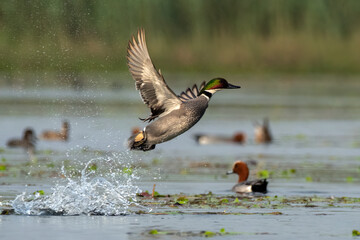 Falcated duck or Mareca falcata observed in Gajoldaba in West Bengal, India
