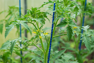 Green tomato seedling with yellow flowers in a greenhouse, selective focus.