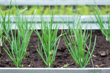 Beds with onions, beets and cucumbers in a rustic vegetable garden, closeup, selective focus.