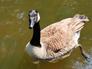 A large Canadian goose swims in the water. Branta canadensis.