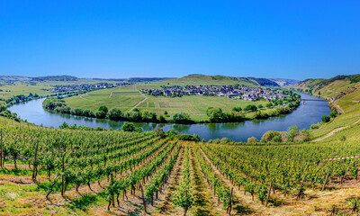 Fototapeta na wymiar scenic Mosel river loop at Trittenheim, with green vineyards
