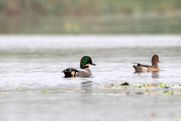 Falcated duck or Mareca falcata observed in Gajoldaba in West Bengal, India
