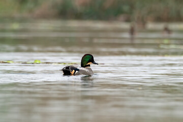 Falcated duck or Mareca falcata observed in Gajoldaba in West Bengal, India