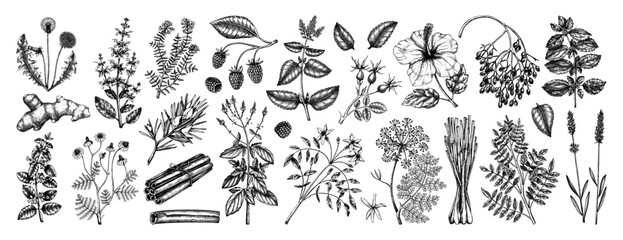 Hand drawn tea ingredients collection in vintage style. Botanical illustration of fruits, flowers, leaves, and herbs for recipe, menu, label, icon, packaging. Herbal tea ingredients set - 609909081