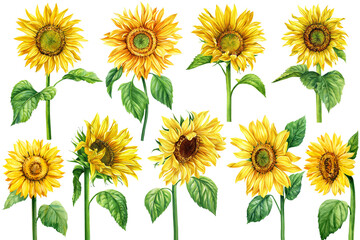 Flowers, watercolor sunflowers set isolated white background. Botanical painting illustrations. Yellow floral design