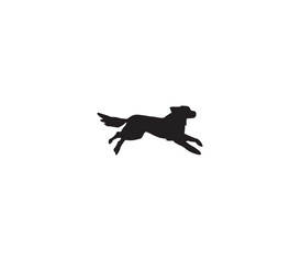 jumping dog running