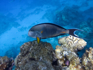 Surgeonfish, red sea coral reef. Egypt