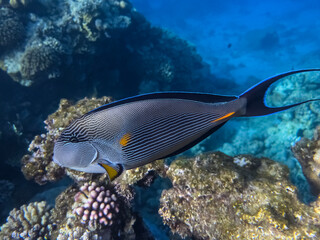Surgeonfish, red sea coral reef. Egypt