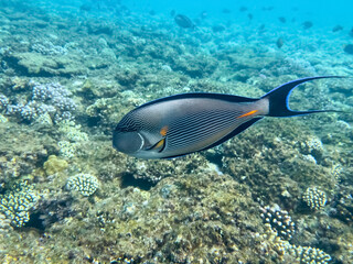 Surgeonfish, red sea coral reef. Egypt