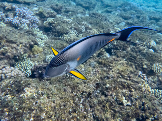 Surgeonfish, red sea coral reef. Egypt