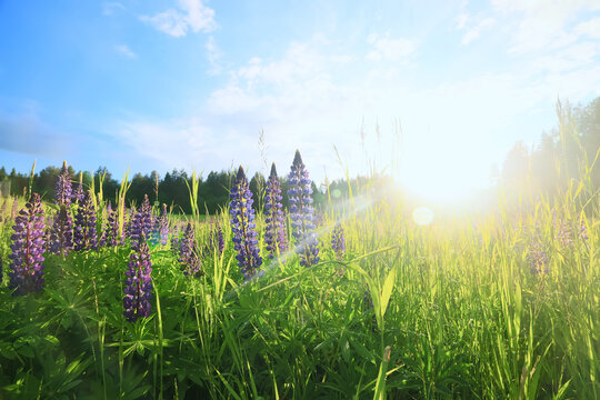 landscape wild flowers rays of the sun in the lupine flower field